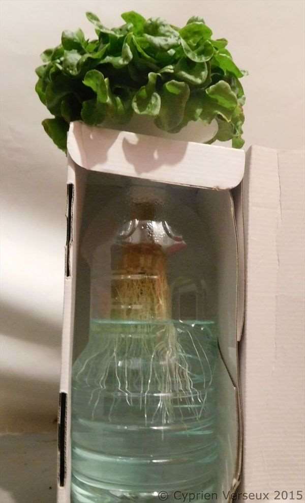 Lettuce grown with a hydroponic nutrient solution