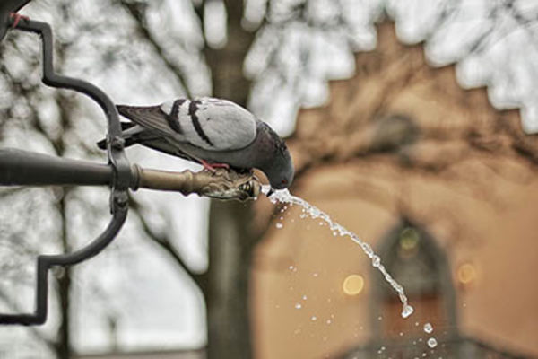 pigeon drinking water