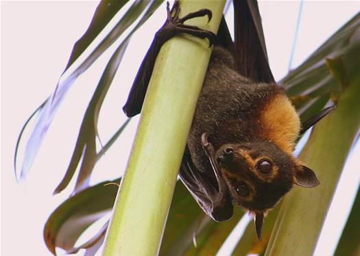 The Turbine Tweak That Could Save Battered Bats