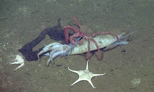 The critters of the deep sea may thrive on calamari