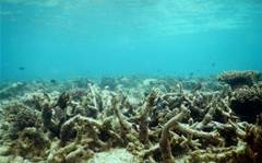 A healthy reef is alive with music, but the chorus fades as the coral dies.