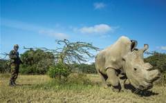 Inside the high-tech, last-ditch effort to save the northern white rhino